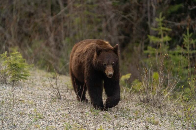 Canmore: Evening Wildlife Viewing Tour - Comparing Similar Experiences in Alberta