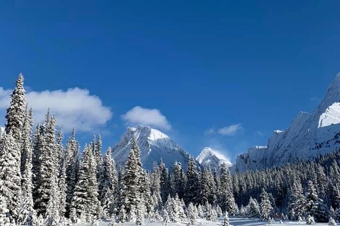 Canmore Explore Winter Wildlife Tracks 2hr Nature Walk - Canmore’s Winter Environment and Scenic Landscape