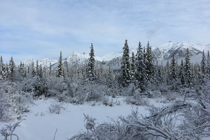 Canmore Explore Winter Wildlife Tracks 2hr Nature Walk - Conservation and Education Focus