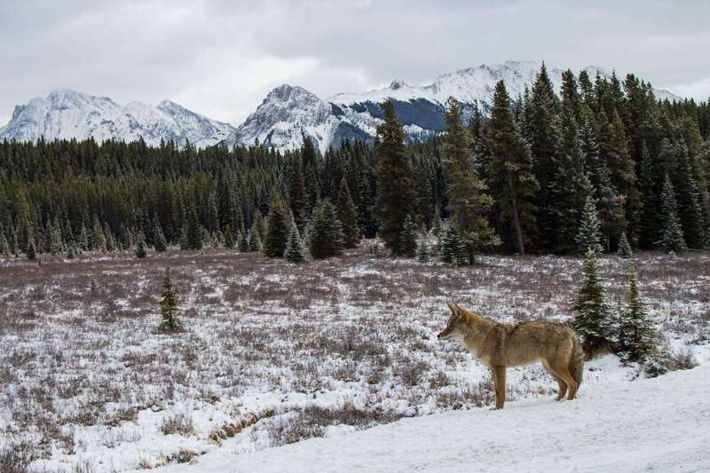 Canmore: Explore Winter Wildlife Tracks - 2hr Nature Walk - Key Points