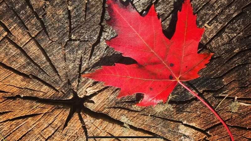 Canmore: Guided Town Walking Tour with Sweet Treat and Drink - Who Will Most Appreciate This Tour?