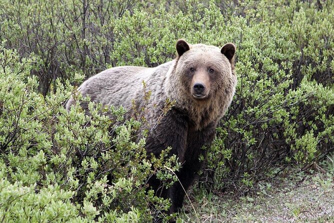 Canmore: Lost Towns and Untold Stories Hiking Tour - 3hrs - Practical Details: Equipment, Accessibility, and Meeting Point