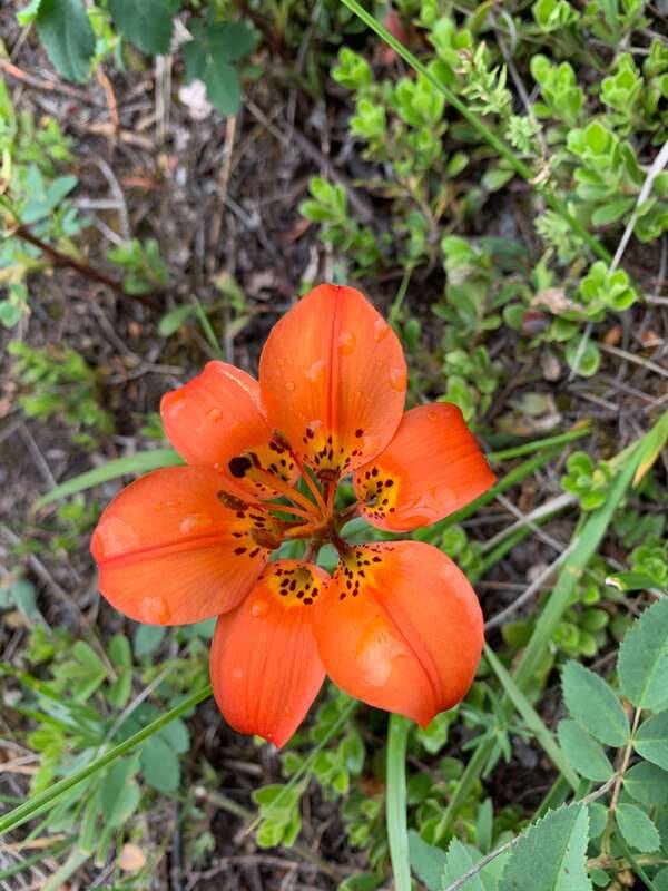 Canmore: LOST TOWNS and Untold Stories - Hiking Tour 3hrs - Navigating the Trail and Physical Requirements