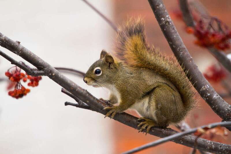 Canmore: LOST TOWNS and Untold Stories - Hiking Tour 3hrs - Wildlife Encounters and Safety Precautions