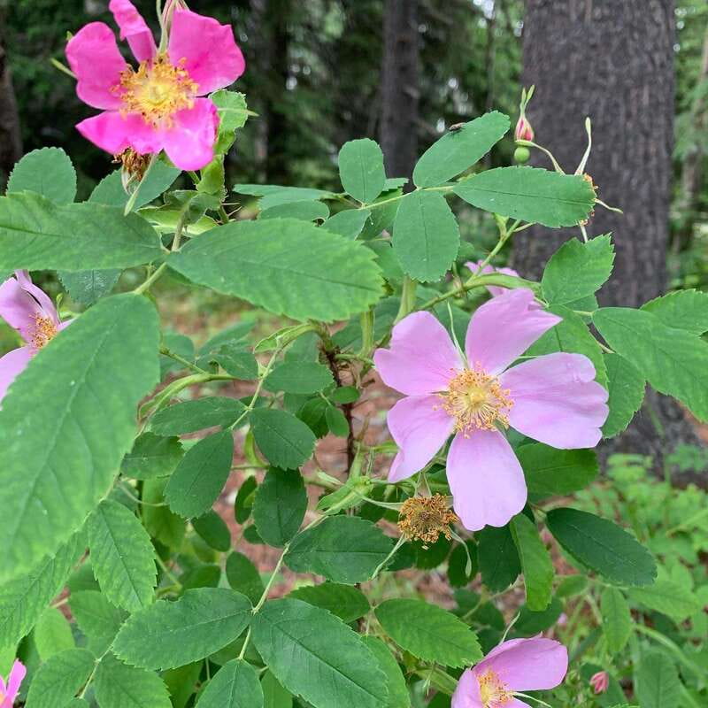 Canmore: LOST TOWNS and Untold Stories - Hiking Tour 3hrs - Scenic Highlights: Lakes, Waterfalls, and Mountain Views