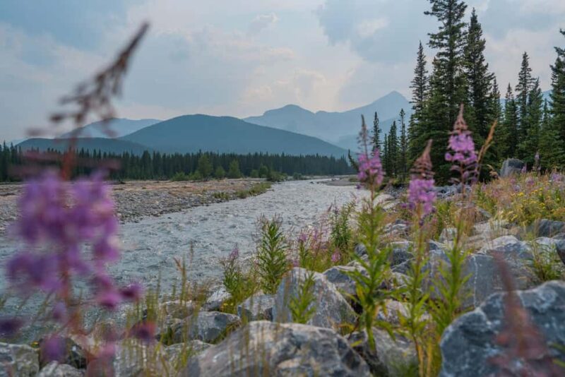 Canmore: Medicinal and Edible Plants, 2-hour Nature Walk - Key Points