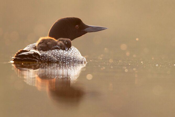 Canmore: Morning Wildlife Viewing Tour in Banff National Park - Key Points