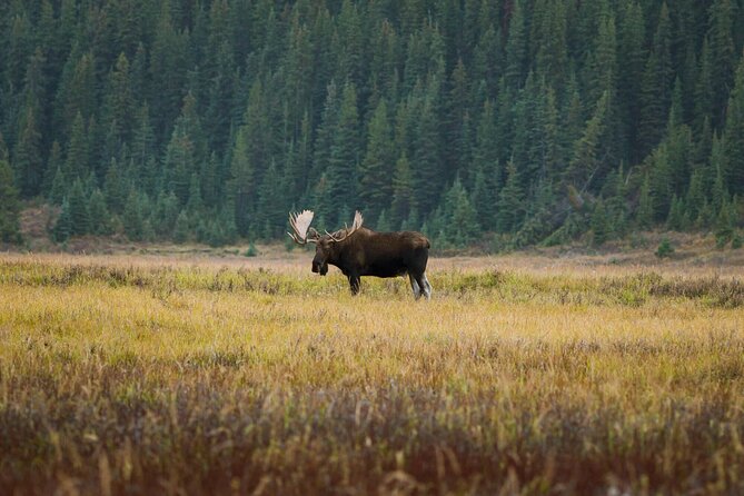 Canmore: Morning Wildlife Viewing Tour in Banff National Park - Discovering Tunnel Mountain and Its Breathtaking Vistas