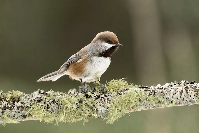 Canmore: Morning Wildlife Viewing Tour in Banff National Park - The Role of Certified Guides in Every Stop