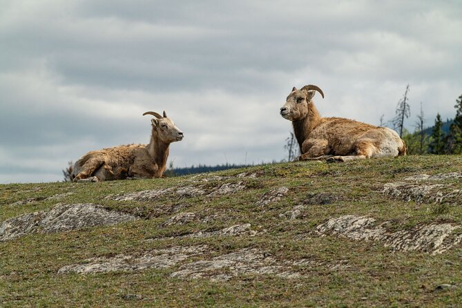Canmore: Morning Wildlife Viewing Tour in Banff National Park - Practical Details: Meeting Point, Group Size, and Accessibility