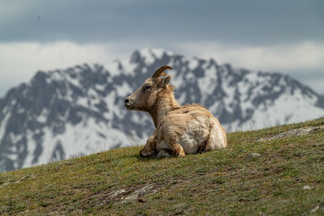 Canmore: Morning Wildlife Viewing Tour in Banff National Park - Weather and Cancellation Policy for Flexibility