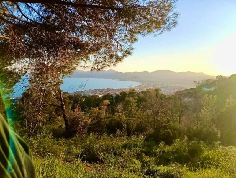 Cannes: Beyond the Red Carpet Walking Tour with Food & Wine - Sampling Local Flavors at Marché Forville
