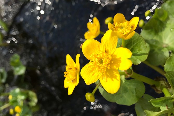 Canoe Trip in Lapland - Timing, Pacing, and Flexibility