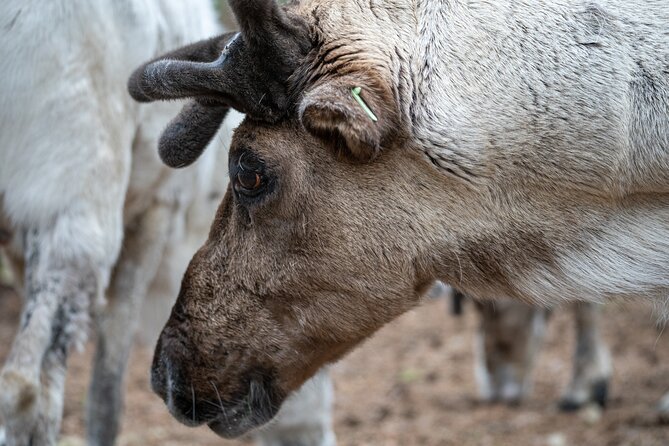 Canoe Trip to the Reindeer Farm from Rovaniemi - Canoeing on the Quiet River: An Accessible Adventure