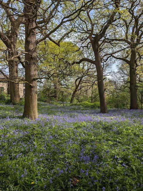 Canterbury: City Nature Tour with Forest Bathing - Exploring the Bluebell Woods and Diamond Jubilee Orchard