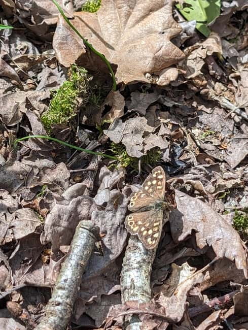 Canterbury: City Nature Tour with Forest Bathing - Meeting and Ending Points