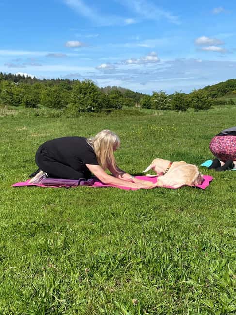Canterbury: Yoga with Goats and Sheep - Fun and Friendly Yoga with Goats and Sheep on a Kent Farm