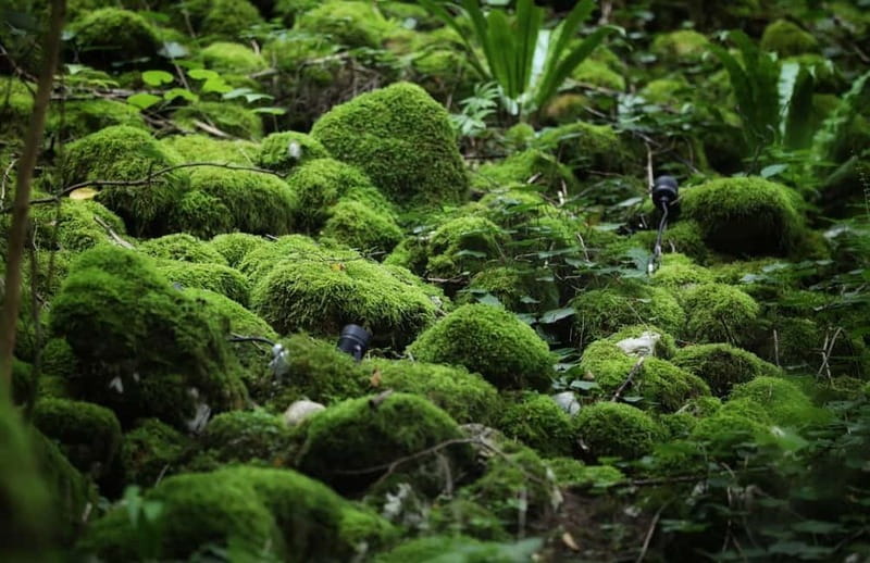 Canyon and Cave Tour from Batumi(Martvili,Okatse,Prometheus) - Who Will Appreciate This Tour Most
