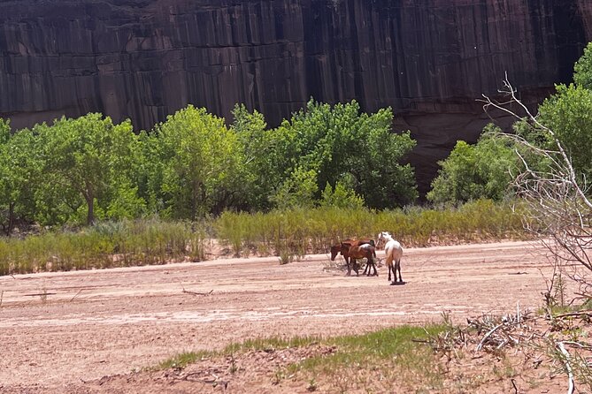 Canyon Combo Tours - Discovering Rock Art and Puebloan Ruins