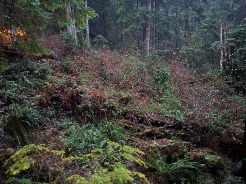 CANYON LIGHTS+Capilano Suspension Bridge/Small Group/CAR - What Makes This Tour Stand Out Among Vancouver’s Offerings