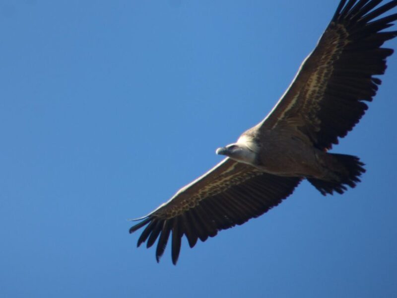 Canyoning Day Trip in Sierra de Guara - Discover the Canyoning Adventure in Sierra de Guara for $88