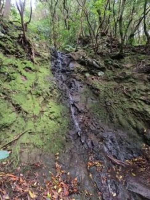 Canyoning in Anaga - The Unique Environment of Anaga’s Laurel Forests