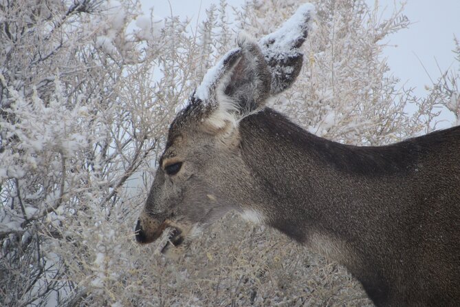 Canyonlands National Park Self-Guided Driving Audio Tour - Reviews and What Makes This Tour Stand Out
