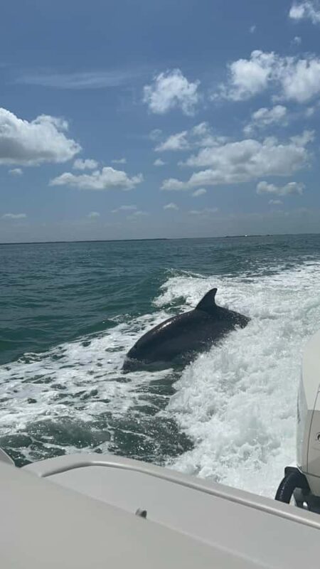 Cape Coral: Private Dolphin Watching and Dock & Dine Cruise - Discover the Charm of Cape Coral’s Private Dolphin Watching and Dock & Dine Cruise