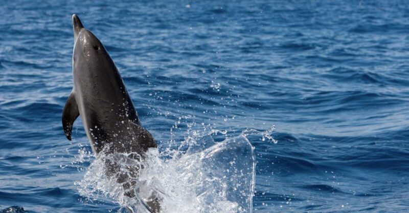 Cape May: 2-Hour Dolphin Watching Cruise - Key Points