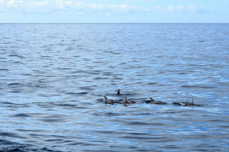 Cape May: 2-Hour Dolphin Watching Cruise - Comparing This Tour to Similar Experiences
