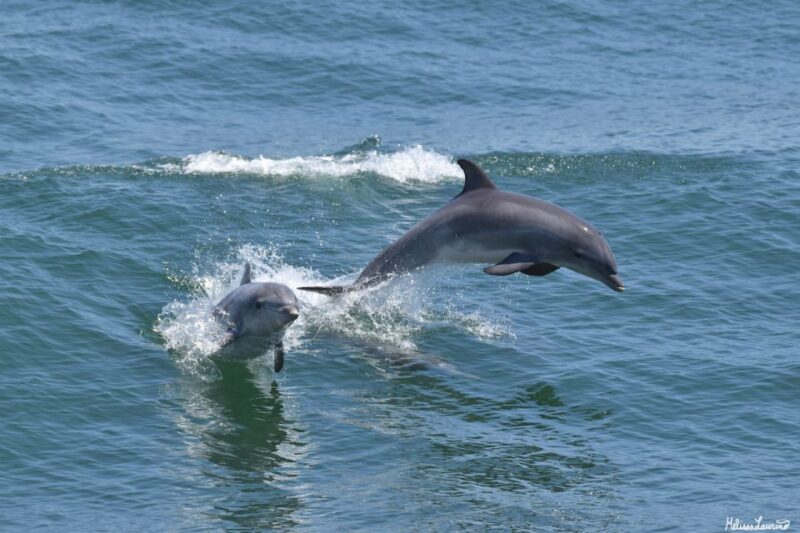 Cape May: Dolphin and Bird Watching Cruise - Discover Cape May’s Marine Life and Historic Sights on a 2-Hour Cruise
