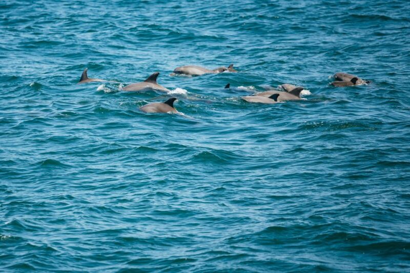 Cape May: Jersey Shore Whale and Dolphin Watching Cruise - Cape May: The Starting Point for Marine Adventures