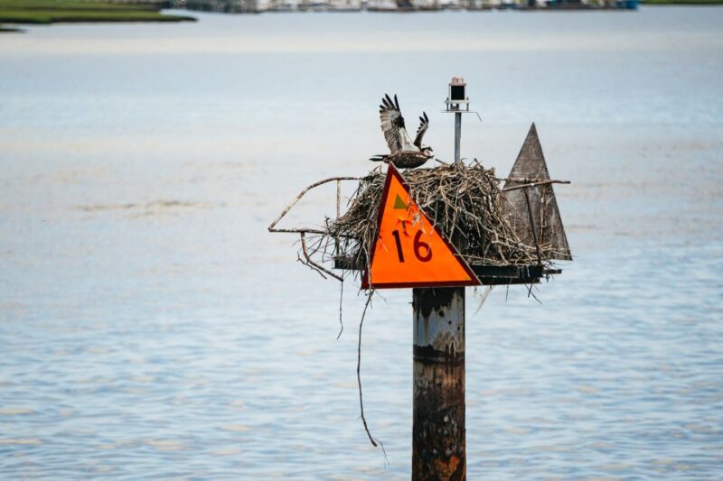 Cape May: Jersey Shore Whale and Dolphin Watching Cruise - Timing, Pacing, and Departure Details