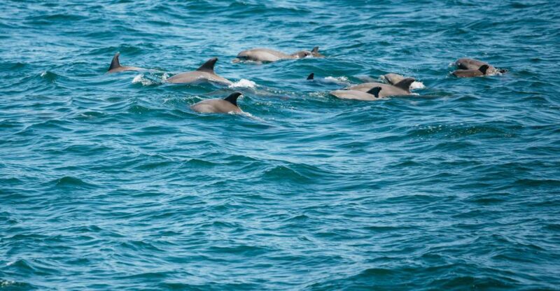 Cape May: Jersey Shore Whale and Dolphin Watching Cruise - Cape May: A Marine Wildlife Adventure with Education and Comfort