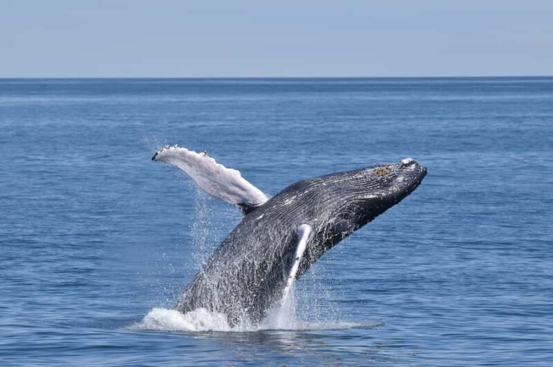 Cape May: Scenic Whale and Dolphin Watching Cruise - Key Points