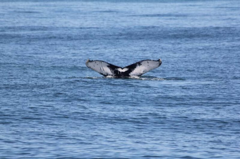 Cape May: Scenic Whale and Dolphin Watching Cruise - Navigating the Atlantic Waters from Cape May