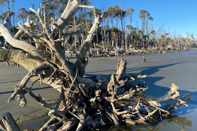 Capers Island Wildlife Exploration - A Scenic Boat Ride Through Tidal Creeks to Capers Island