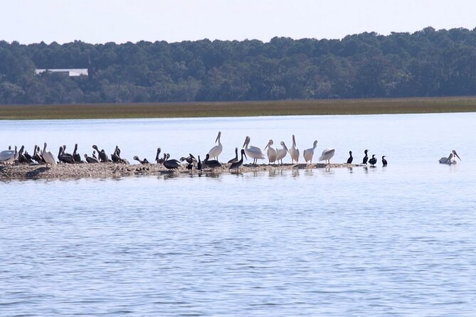 Capers Island Wildlife Exploration - Why Choose Capers Island Wildlife Exploration?