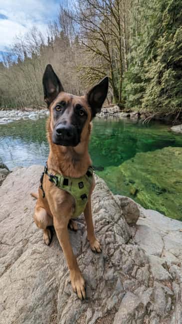 Capilano Br+Granville Isl+Capilano Hatchery+Lynn Canyon Tour - Final Thoughts on the Vancouver Adventure