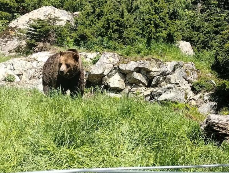 Capilano Br+Grouse Mtn+Dam+Lake&Hatcher/5in1/Small Group/Car - Flexibility, Availability, and Customer Satisfaction