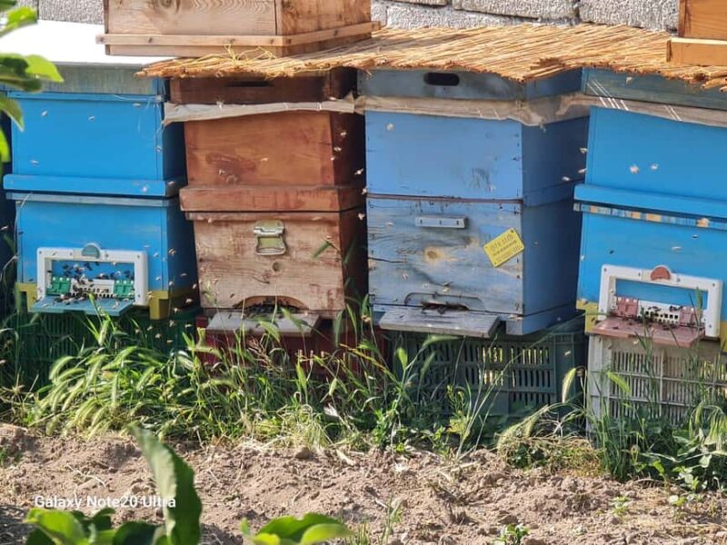 Cappadocia: Beekeeping Experience with Honey Tasting - Key Points