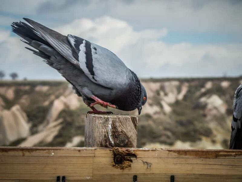Cappadocia: Guided Green Tour with Lunch and Tickets - Uncovering the Depths of the Underground City
