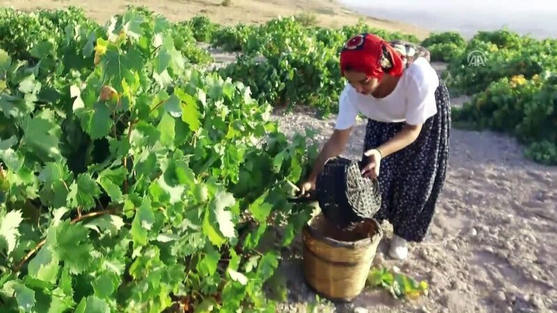 Cappadocia: Private Half-Day Vineyards & Wine Tasting Tour - Sampling Local Wines in a Scenic Setting