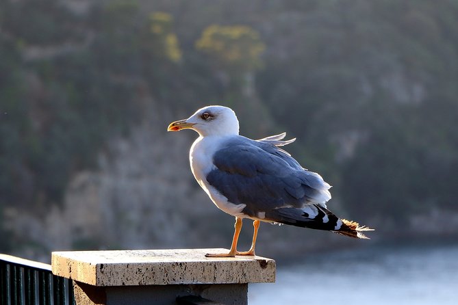 Capri, Blue Grotto, Sorrento & Pompeii Private Tour - Who Will Find This Tour Most Valuable?