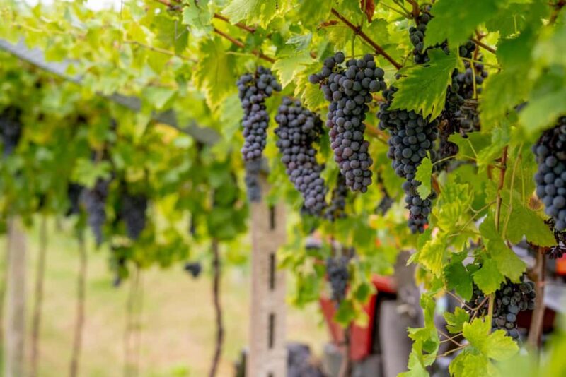 Caprino: tour and tasting of 3 wines in a Small Estate - Meeting Point and Practical Details