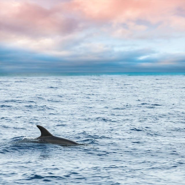 Captain's Choice: Dolphin Watch Sunset Sail - Scenic Sunset and Perfect Positioning