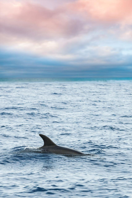 Captain's Choice: Dolphin Watch Sunset Sail - The Vessel and Amenities