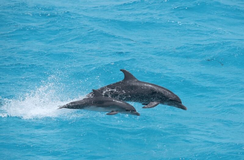 Captain's Choice: Dolphin Watch Sunset Sail - Who Will Love This Tour?