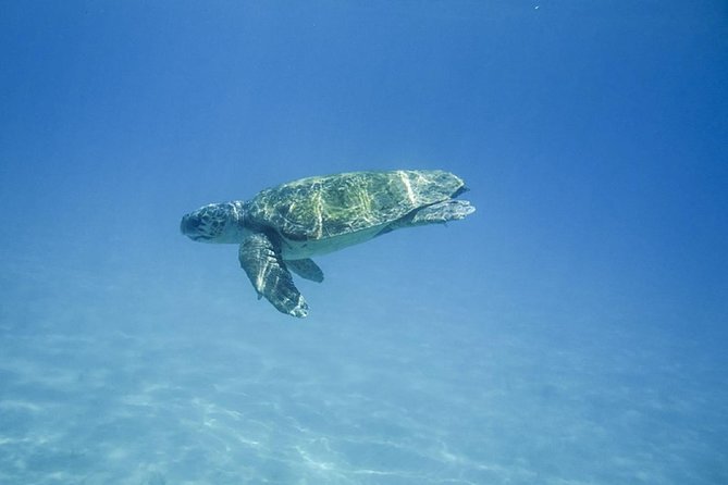 Caretta-Caretta Turtle Trip - Swimming and sightseeing at Marathonisi (Turtle Island)