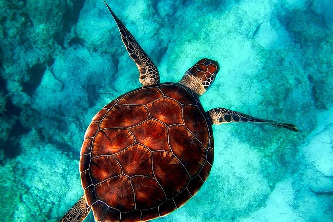 Caretta-Caretta Turtle Trip - Viewing loggerhead turtles in their natural marine habitat